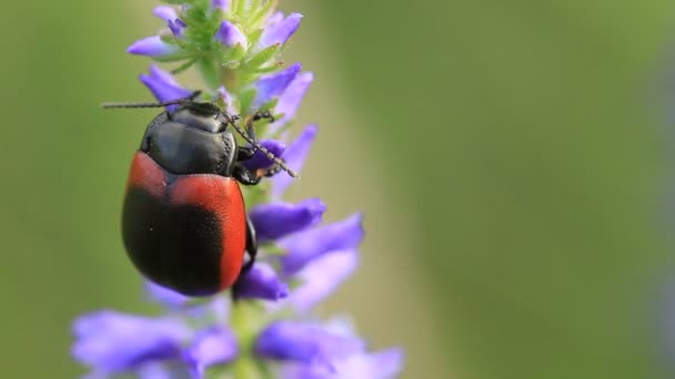 Bug on flower — Stok video