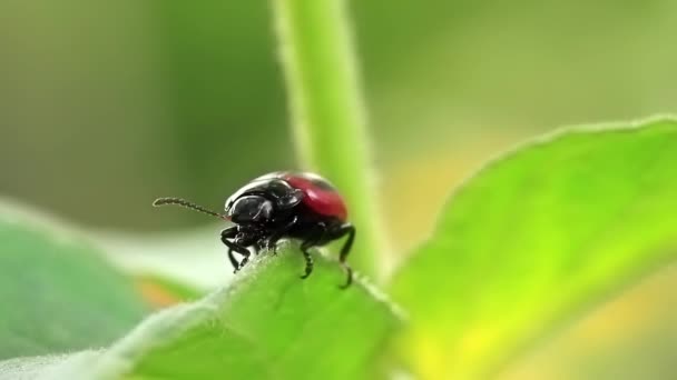 Bug sur les feuilles 