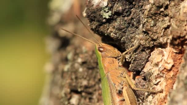 Grasshopper on a tree — Stock Video