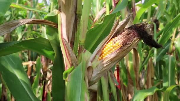 Corn field — Stock Video