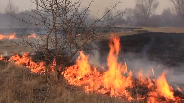 Feuer und Gras — Stockvideo