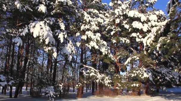 Çam ağaçlarının altında kar — Stok video
