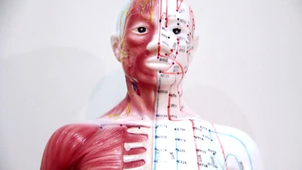 人間の体の組織 — ストック動画