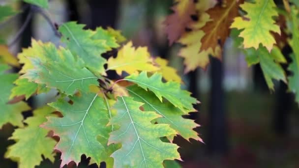 Green and yellow oak foliage — Stock Video