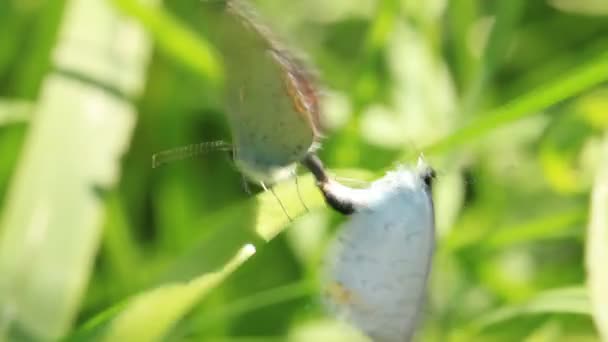 Deux beaux papillons faisant l'amour — Video