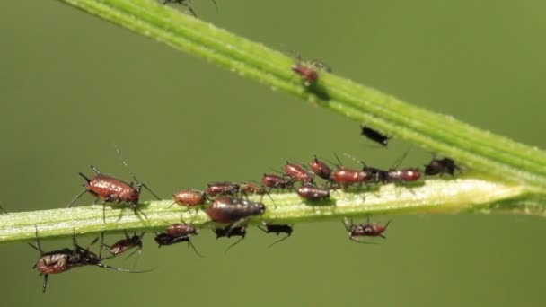 Aphids en una planta — Vídeo de stock