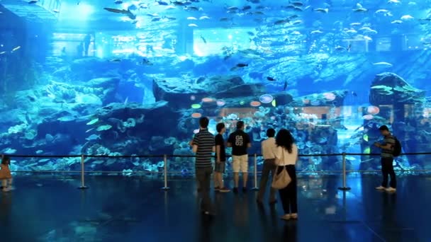 Oceanário de Lisboa en onderwater dierentuin binnenkant van de dubai mall Verenigde Arabische Emiraten — Stockvideo