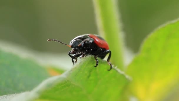 Käfer auf Blättern — Stockvideo