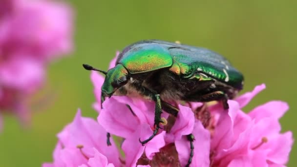 Gran insecto verde — Vídeo de stock