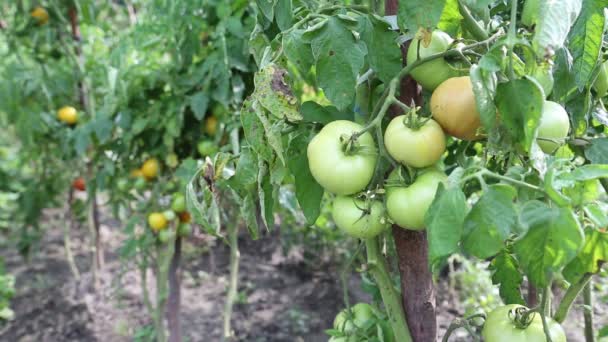 Tomatoes in garden — Stock Video