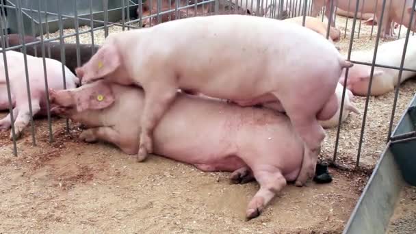 Schweine Geschlecht 2 — Stockvideo