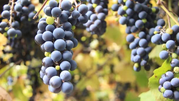 Збір винограду — стокове відео