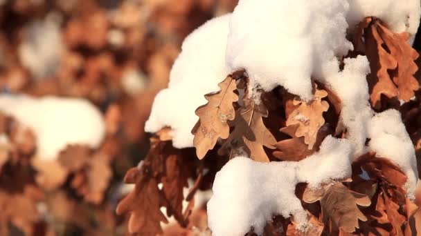 Hojas de roble amarillo bajo la nieve — Vídeos de Stock