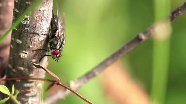 Fly on tree — Stock Video