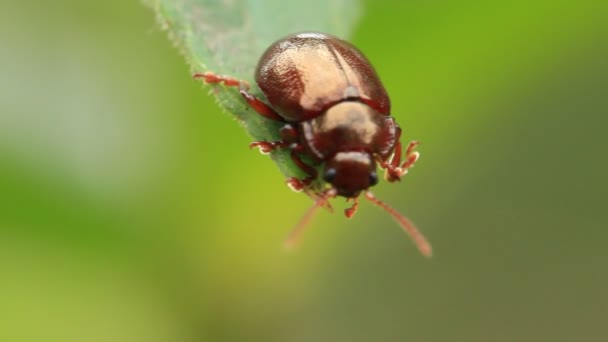 Bug sur les feuilles — Video