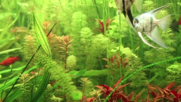 보병 물고기 — 비디오