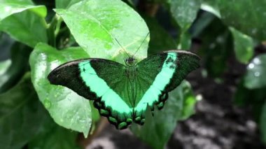 güzel yeşil kelebek oturup ormanda yaprak yeşil ıslak
