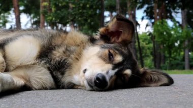 Köpek yolda yatıyor.