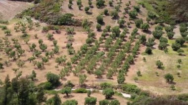 Zeytin plantasyonları nea skioni Köyü, kassandra Yarımadası, chalkidiki, Yunanistan