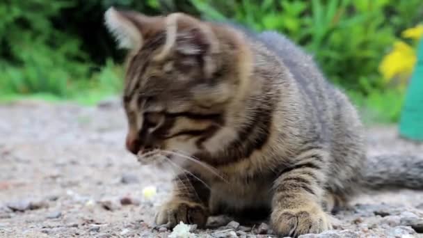 Pequeño gatito come pan — Vídeos de Stock