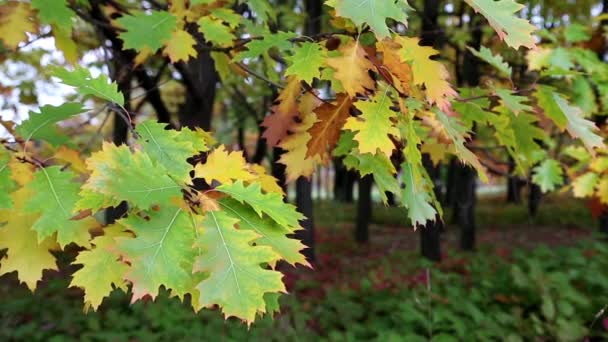 Fogliame di quercia verde e giallo — Video Stock