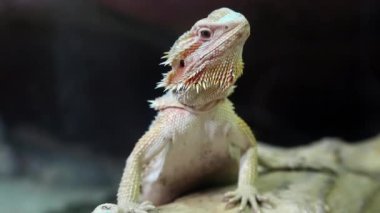 Agama