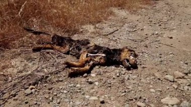 Toprak yolda yatan ölü köpek