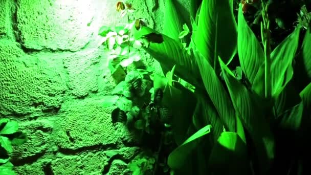 Grüne Pflanze unter grünem Licht — Stockvideo