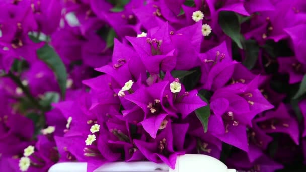 Fleurs violettes et ampoule à économie d'énergie — Video