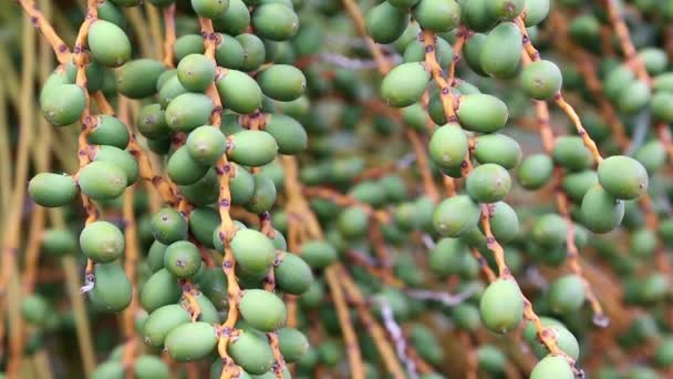 Date palm with green fruit — Stock Video