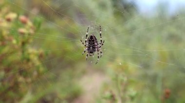 büyük örümcek web