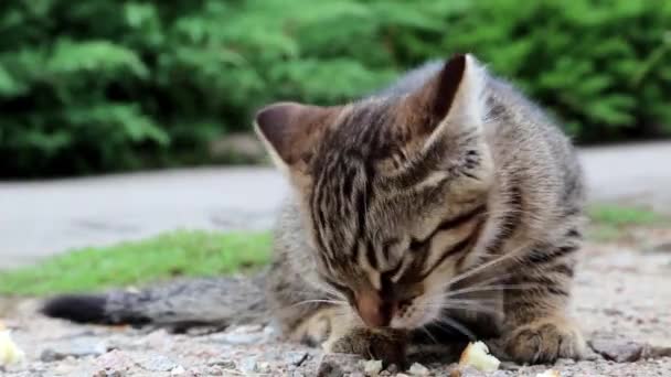 Pequeño gatito come pan — Vídeo de stock