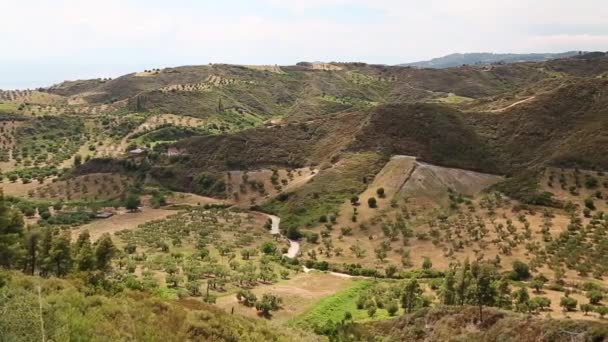 Plantaciones de olivos — Vídeo de stock