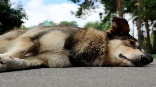 Perro en la carretera — Vídeo de stock