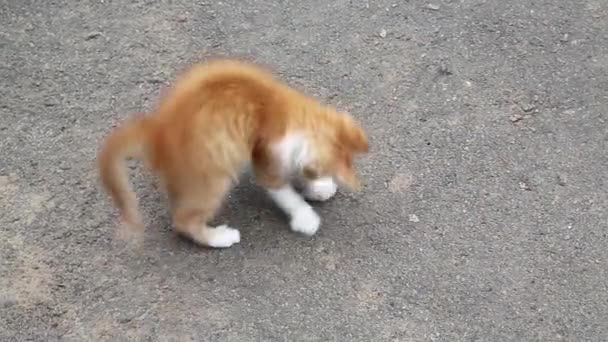 Gatito jugando — Vídeo de stock