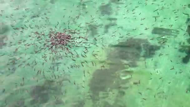 Peces en el agua — Vídeos de Stock