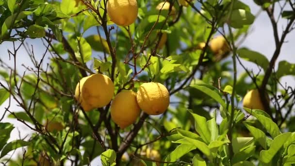 Árboles de limón — Vídeo de stock