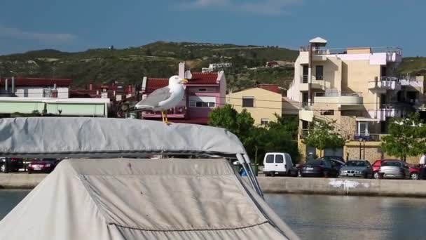 Seagull on boat — Stock Video