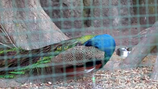 Pavo real en el zoológico — Vídeo de stock