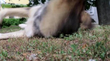 Çimlerin üzerindeki köpek