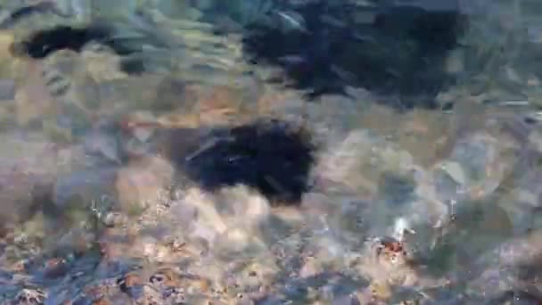 Sea urchin — Stockvideo