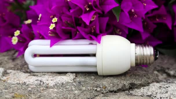 Flowers and energy-saving light bulb — Stock Video