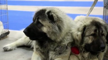 Kafkas çoban köpekleri