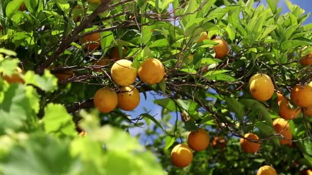 Orange trees — Stock Video