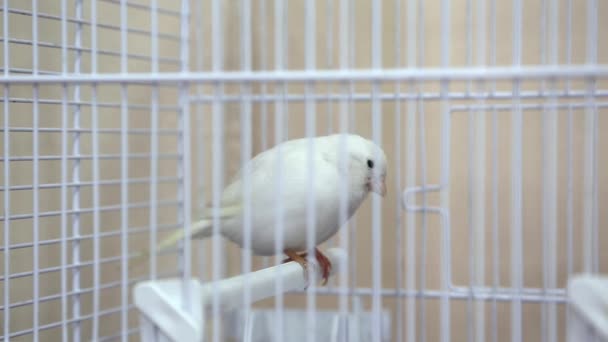 White canary bird — Stock Video