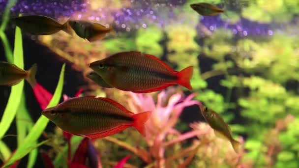 Poissons d'aquarium — Video