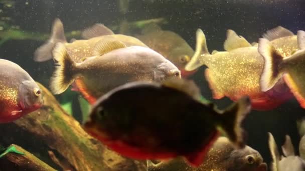 Red piranhas in aquarium — Stock Video