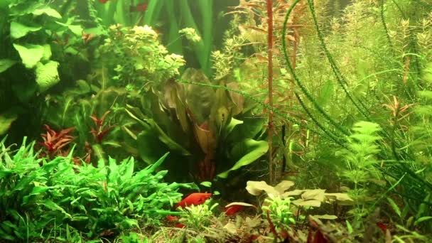 Aquarium fishes — Stock Video