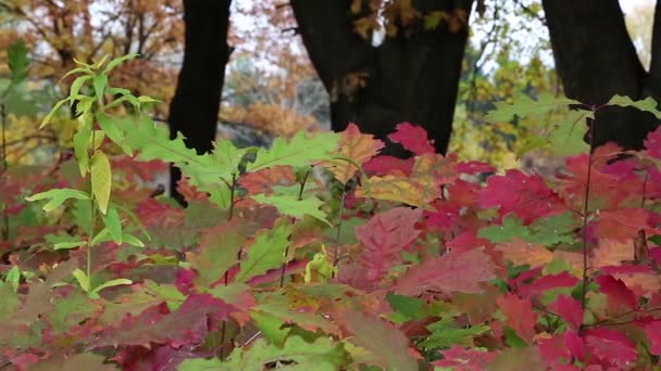 Beautiful autumn — Stock Video