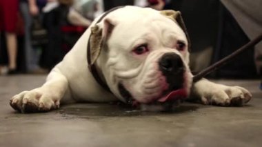 Beyaz İngiliz bulldog